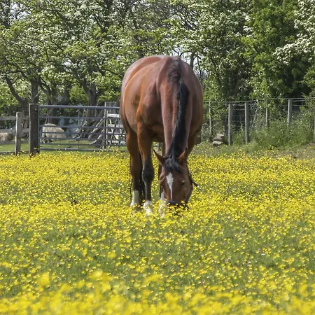 Daisy's בית נופש